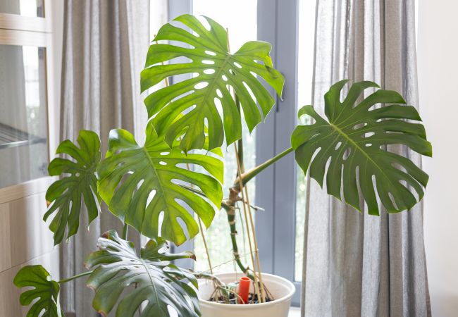 Casa em Faro - Marggisa - City Center by HD Casa em Faro - Marggisa - City Center by HD